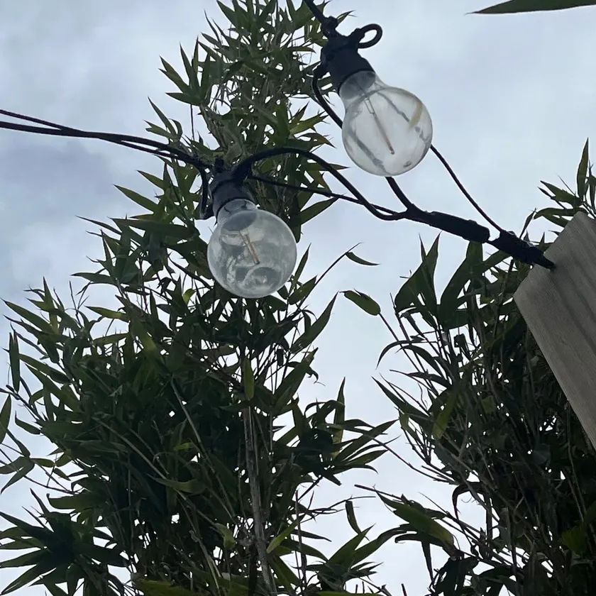 Two clear festoon bulbs on black outdoor cable strung against the sky and bamboo foliage